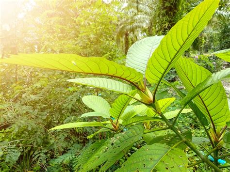 5 Kratom Effects You Can’t Live Without