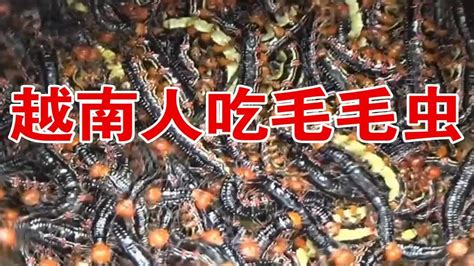 越南清炒【毛毛虫】🐛🐛🐛🐛🐛 - YouTube