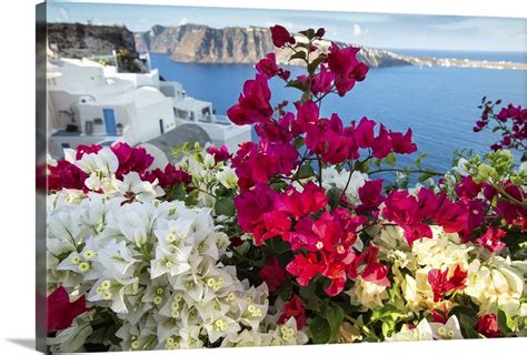 Bouganvillea On Oia Santorini Greece Wall Art Canvas Prints Framed