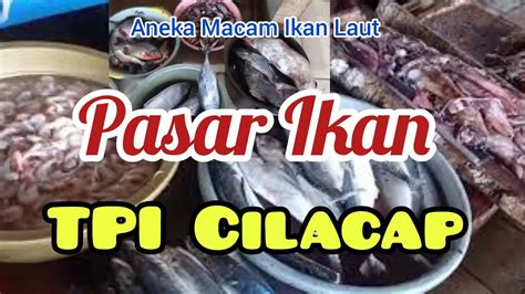 Tpi Tempat Pelelangan Ikan Cilacap Pasar Aneka Macam Ikan Laut