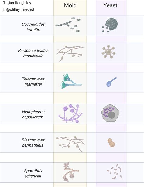 Fungal Growth Patterns — Pathelective