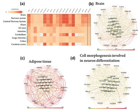 Tissue And Biological Process Specific Functional Gene Network Analysis