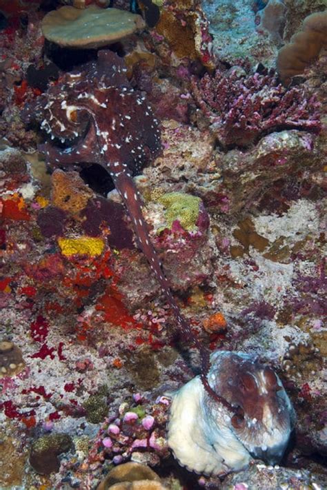 Day Octopus Mating at Chagos Archipelago (KSLOF)Living Oceans Foundation