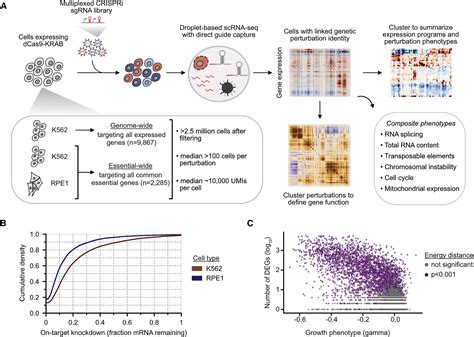 Mapping Information Rich Genotype Phenotype Landscapes With Genome