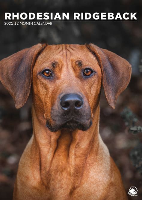 Acheter Rhodesian Ridgeback A Calendrier Commande Facilement Et