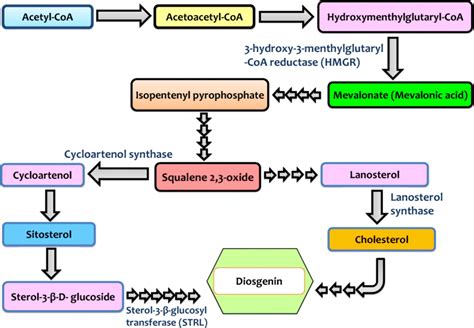 Biosynthesis pathway of diosgenin | Download Scientific Diagram