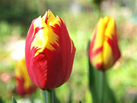 Tulipe Jardin Le Printemps La Photo Gratuite Sur Pixabay Pixabay