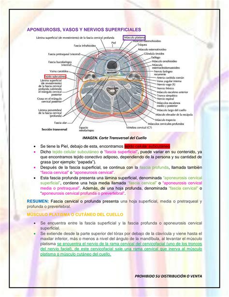 Solution Anatomia Ucsm Anatom A Del Cuello Studypool