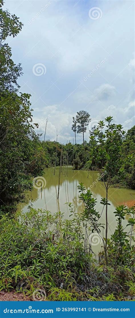 Green Swamp In The Middle Of The Jungle Stock Image Image Of Nature