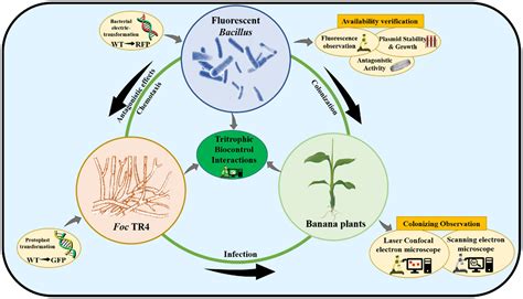 Frontiers Monitoring Tritrophic Biocontrol Interactions Between