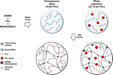 Proposed Schematic Process Of Phase Separation And Miscibility Between