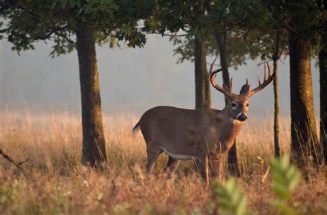 How To Age White Tailed Bucks On The Hoof Air Gun Maniac