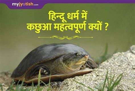 Astrology Mythological Significance Of Turtle हिन्दू धर्म में कछुए का