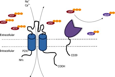 Activation Of The P2x7 Receptor And Its Regulation By Cd39 Activation