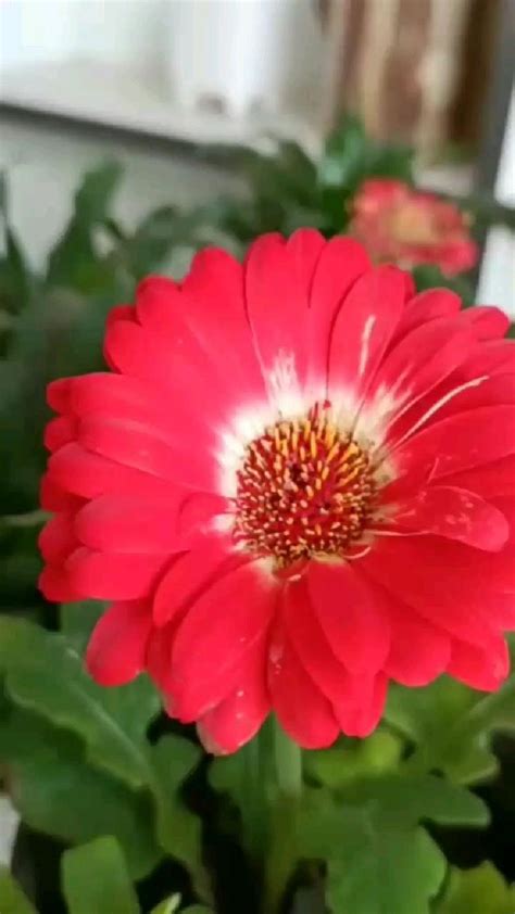 Transvaal Daisy Plant Nature Beauty Daisy Plants