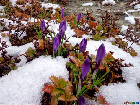 Crocus first spring flowers free image - № 43146