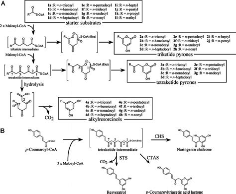 Reactions Catalyzed By Type Iii Pkss A Synthesis Of Download