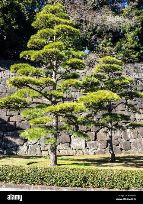 Japanese Black Pine Trees In Front Of A Granite Stone Wall In The Stock