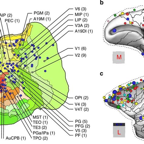 Overview Of The Marmoset Brain Connectivity Atlas And High Resolution Download Scientific