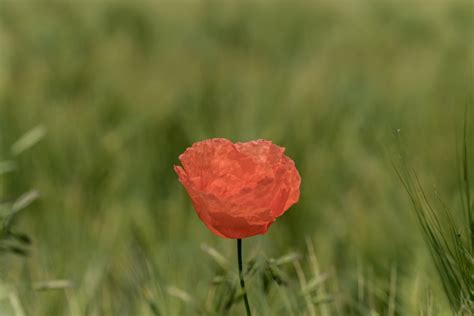 Free Images Landscape Nature Blossom Field Meadow Prairie Petal