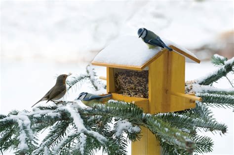 Medienmitteilung Füttern von Vögeln im Winter wichtigsten Tipps