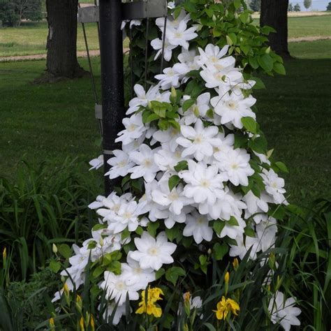 Едроцъфтящ снежно бял многогодишен увивен клематис - Clematis white | М ...