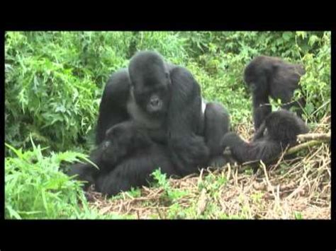 Apes Mating Like Human - Breeding Ape With Humans / Radicalwildlife is a educational youtube ...