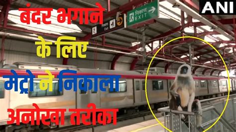 Lucknow Metro Rail Places Langurs Cutouts At Nine Metro Stations Metro