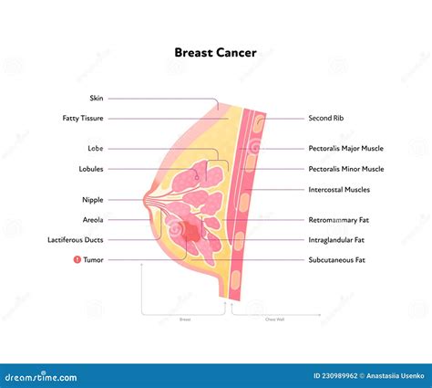 Human Breast Anatomy Diagram Vector Flat Medical Illustration Stock