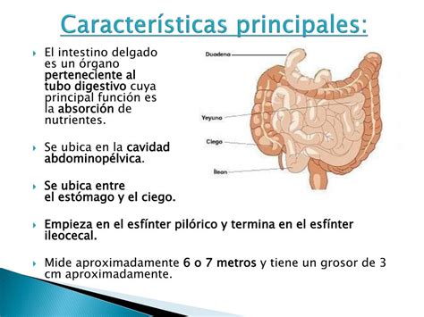 PPT ANATOMÍA DEL INTESTINO DELGADO PowerPoint Presentation free