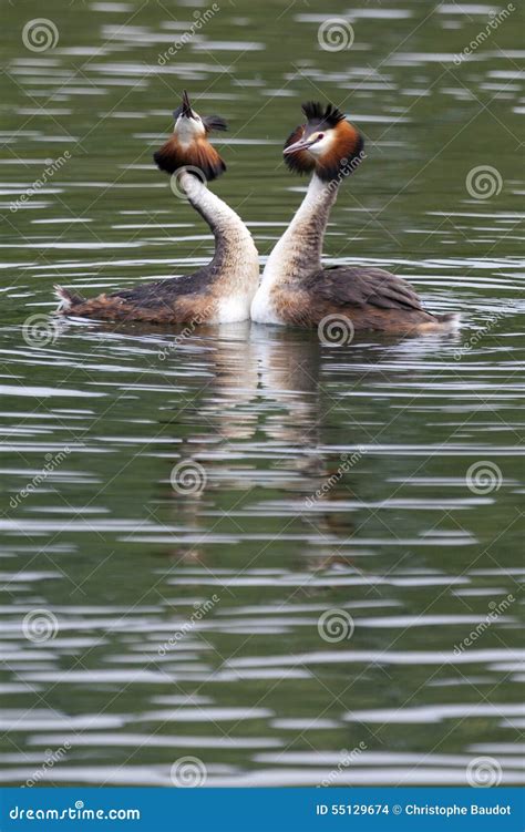 Bird hatching its eggs stock photo. Image of gestation - 55129674