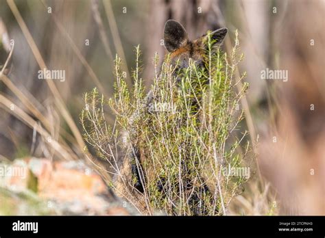Wallaby Characteristics Hi Res Stock Photography And Images Alamy