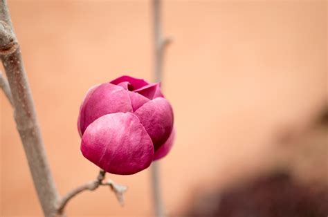 Fotos gratis flor fotografía pétalo primavera rojo rosado flora