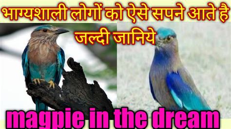 sapne me neelkanth dekhne ka matlab सपन म नलकठ दखन magpie in the