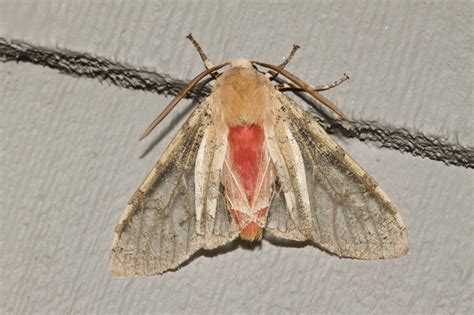 Edwards Glassy Wing Moth Audubon Kern River Preserve · Inaturalist