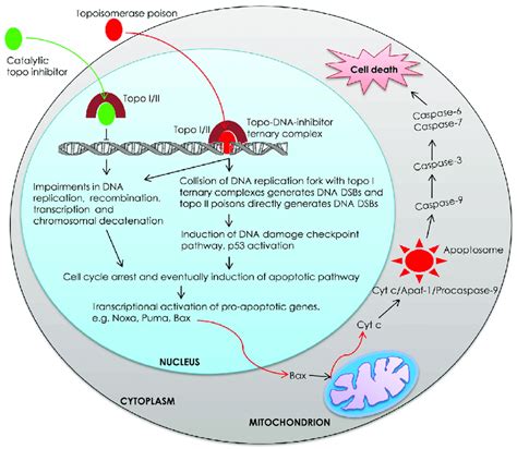 Proposed Model For Topoisomerase Inhibitor Mediated Cellular Death