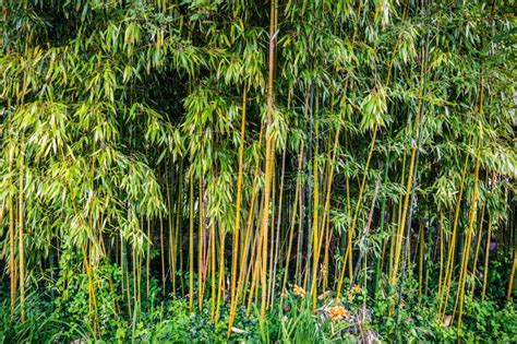 Bosques Ou Floresta De Bambu Verde Bambusoideae Imagem De Stock