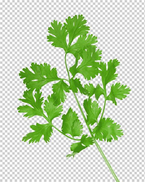 Ilustraci N De Planta De Hojas Verdes Cilantro Cocina Vietnamita