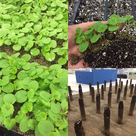 Horticultist: An Obsessive Gardener: Transplanting Geranium Seedlings