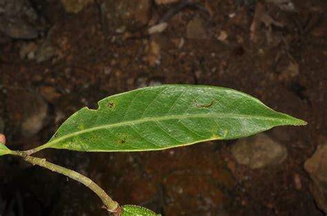 Magnolia Liliifera Magnoliaceae Image At Phytoimages Siu Edu