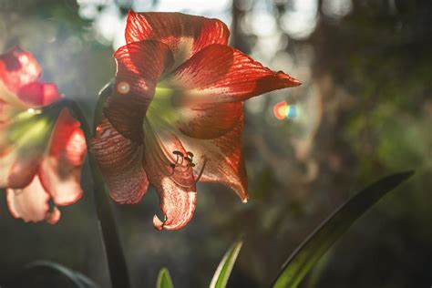 Close-up Photography of Cherry Blossom · Free Stock Photo