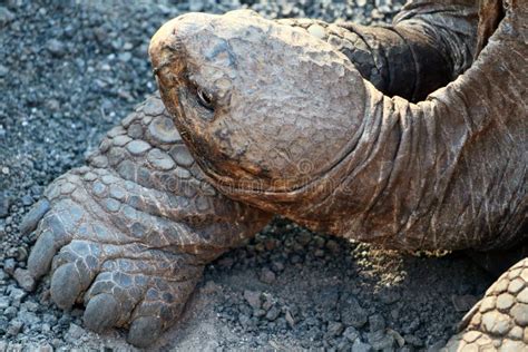 Detalle De La Tortuga De Las Islas Galápagos Foto de archivo Imagen