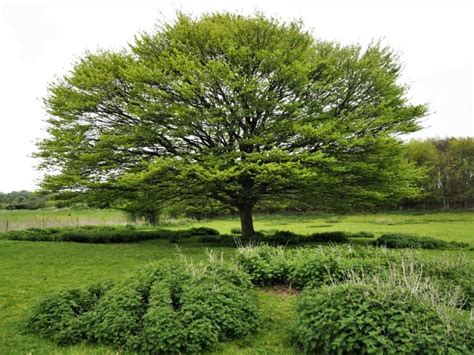 12 Best Plants To Plant Under Your Oak Tree Tree Journey