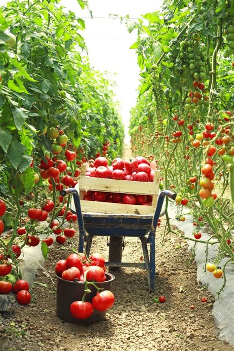 Harvesting Tomatoes In The Garden Stock Image - Image of botanical ...