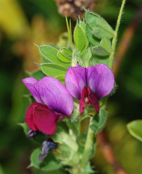 common vetch vicia sativa feedipedia