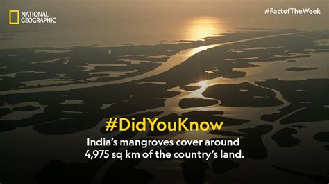 Nat Geo India On Twitter According To India State Of Forest Report