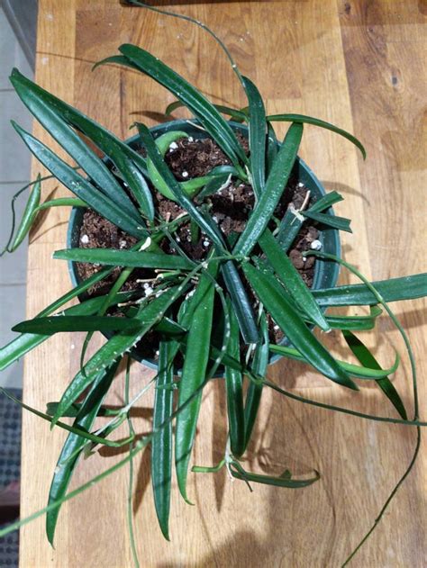 210 Hoya Plants: How to Identify and Grow ideas | hoya plants, plants