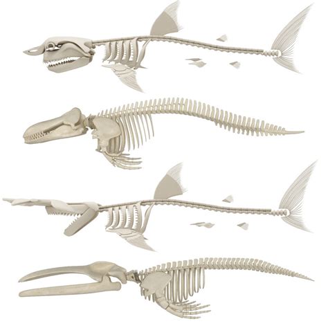 Killer whale skeleton shark 3D - TurboSquid 1344743