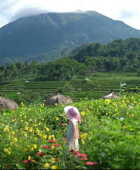 Lembah Kecubung Dan Kampung Organik Brenjonk Daya Tarik Desa Wisata