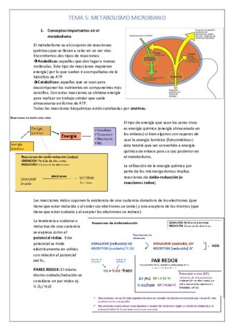 Tema Metabolismo Microbiano Pdf